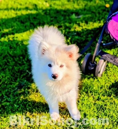 Russian Samoyed puppy 9 months old